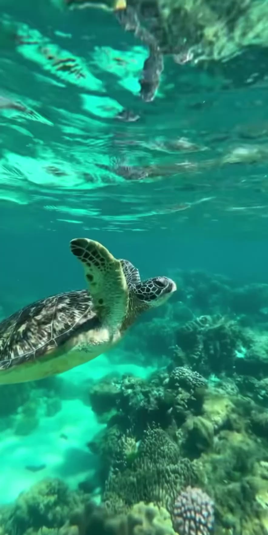 Videoyu yükle: https://cdn.shopify.com/s/files/1/0981/4402/6971/files/copy_79813F47-373C-490A-83D5-7D0CD75B4B21.gif?v=1771359099